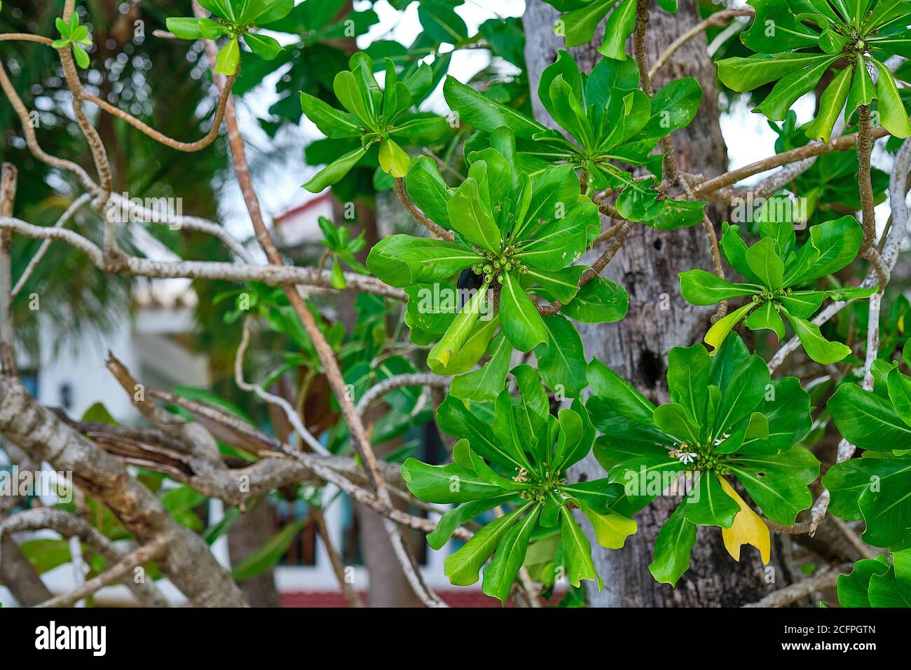 Oiseau tropical sur arbres verts. Banque D'Images