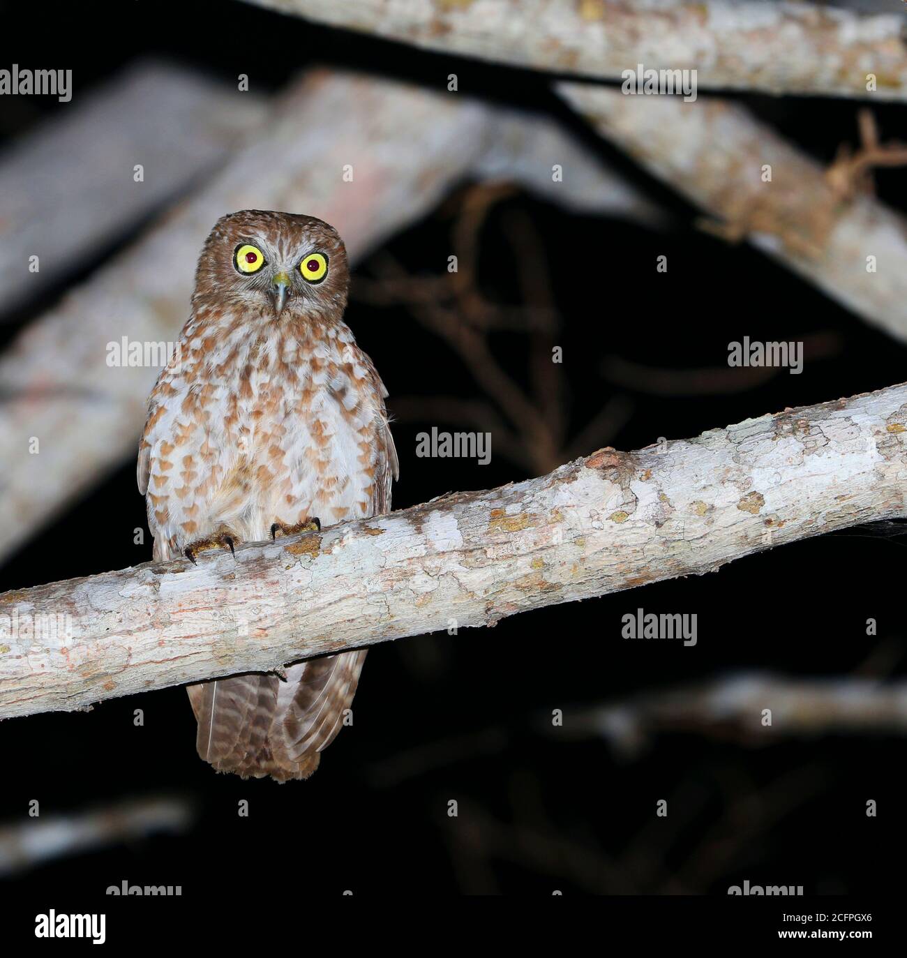 Livre de butin du sud, hibou de butin du sud (Ninox boobook rotiensis, Ninox rotiensis), perché sur une branche la nuit, Indonésie, Lesser Sunda, Roti Banque D'Images
