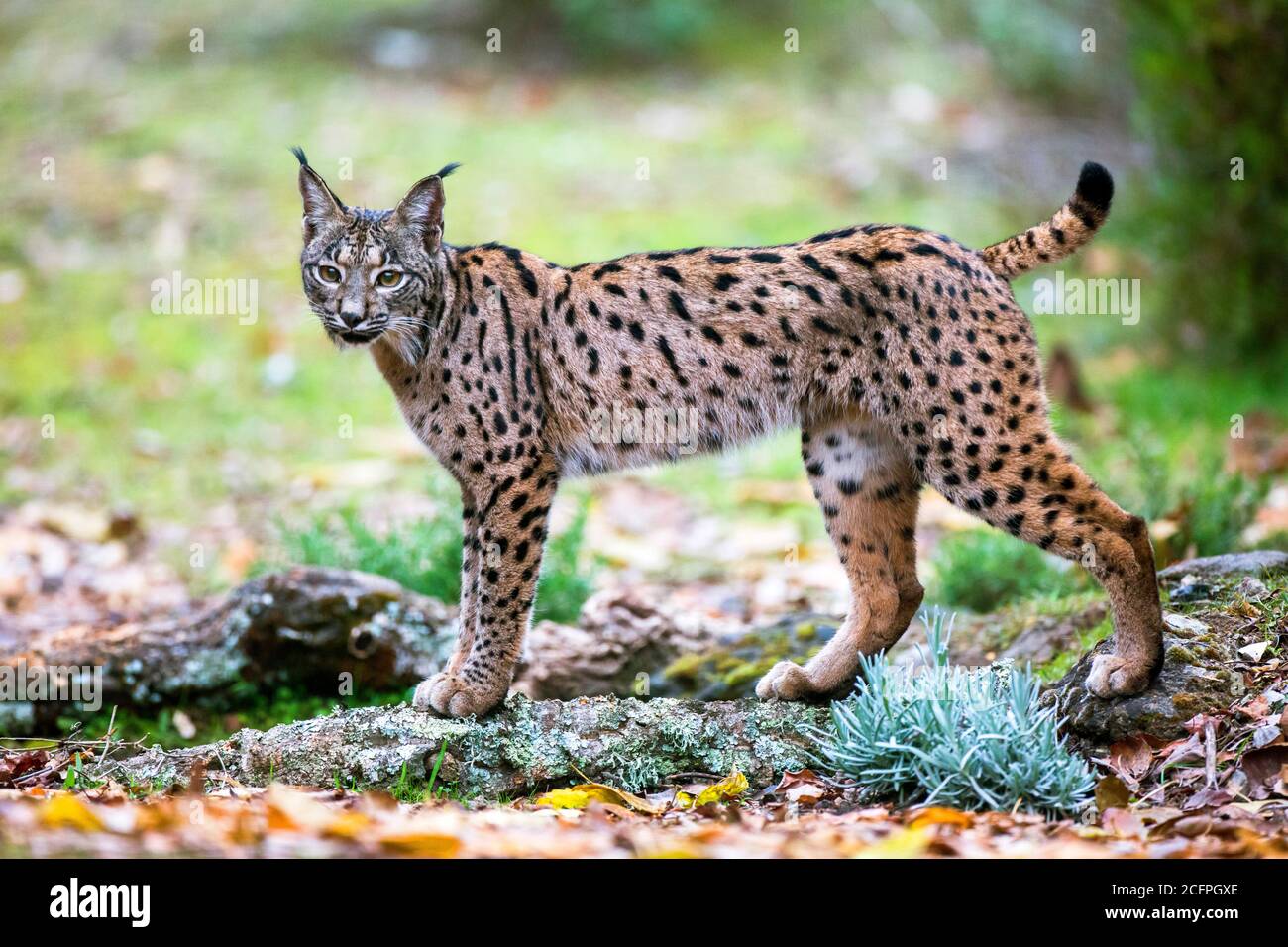 Lynx ibérique (Lynx pardinus), vue latérale d'un adulte debout, Espagne Banque D'Images