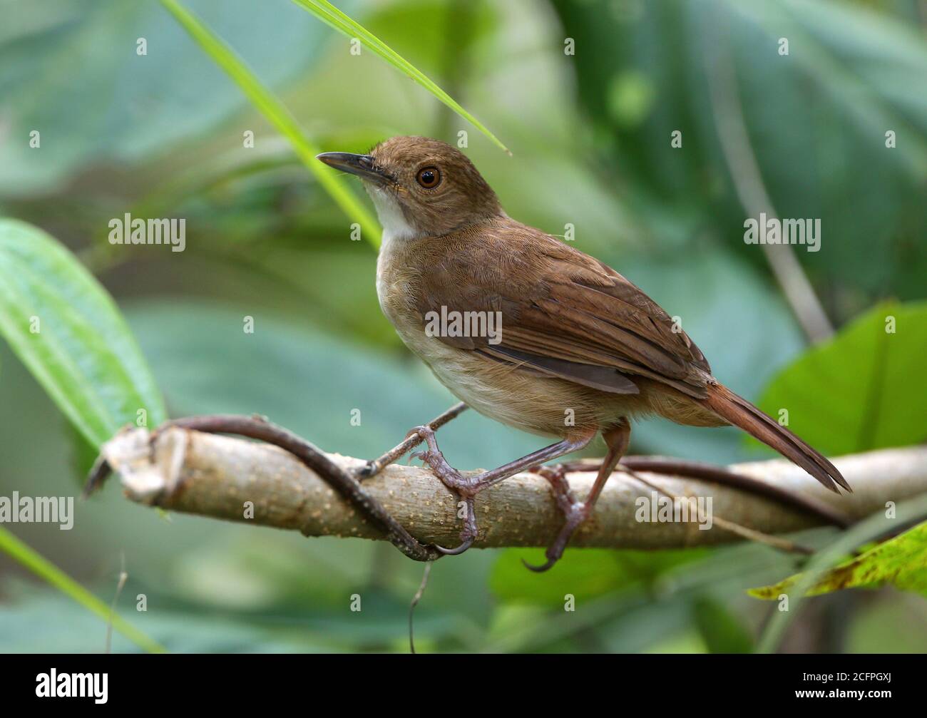 Bécher de la jungle de Sulawesi, bécher de Sulawesi (Trichastoma celebense), perché sur une branche dans la forêt tropicale, Indonésie, Sulawesi, îles Togian, Banque D'Images