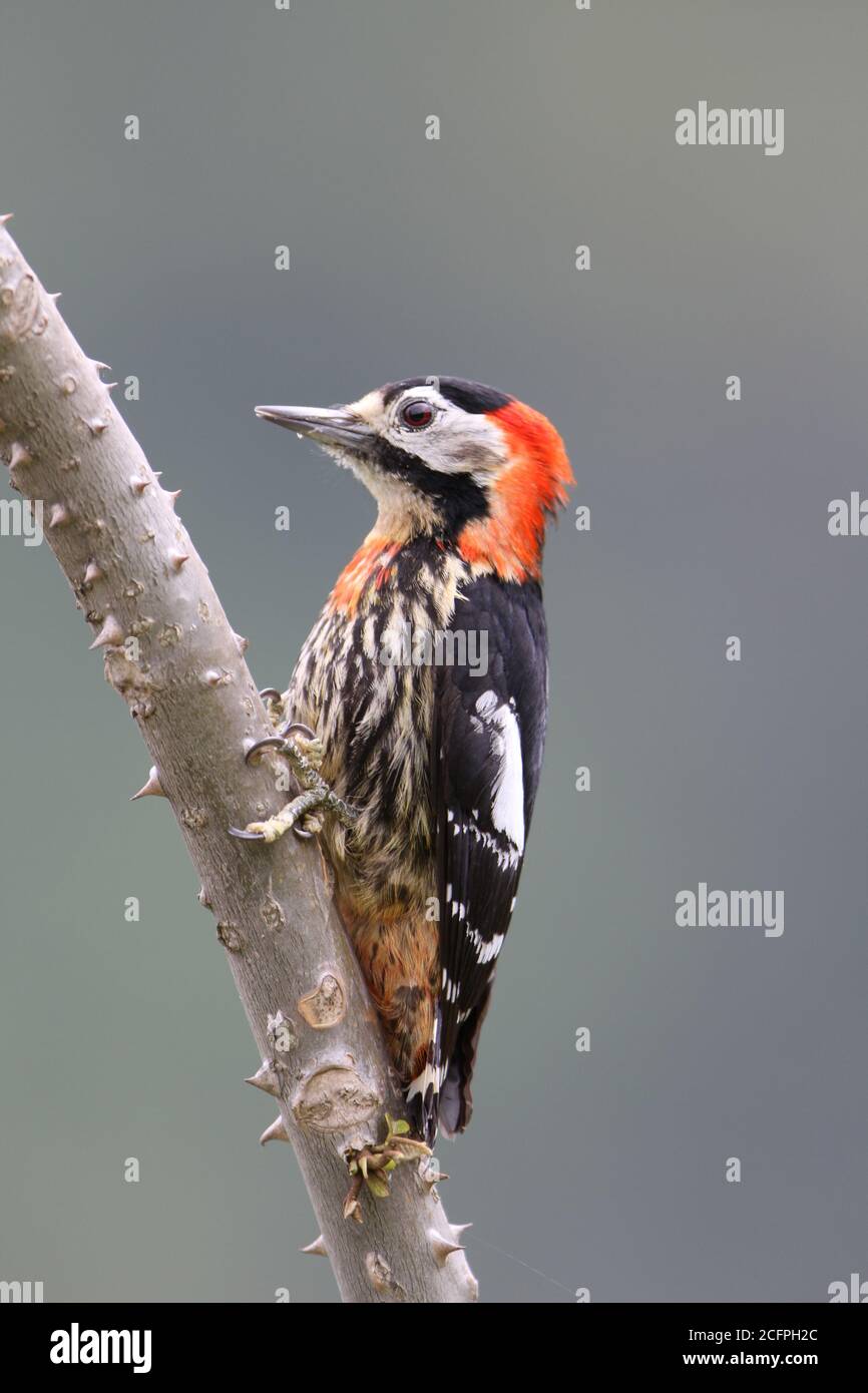 Pic cramoisi (Dryobates cathpharius, Picoides cathpharius), perché sur une branche, Bhoutan Banque D'Images
