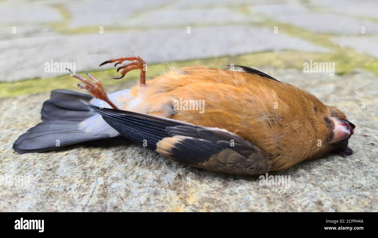 Bullfinch, bullfinch eurasien, bullfinch du nord (Pyrrhula pyrrhula), dépiqueur mort sous une fenêtre, BirdStrike, Allemagne Banque D'Images