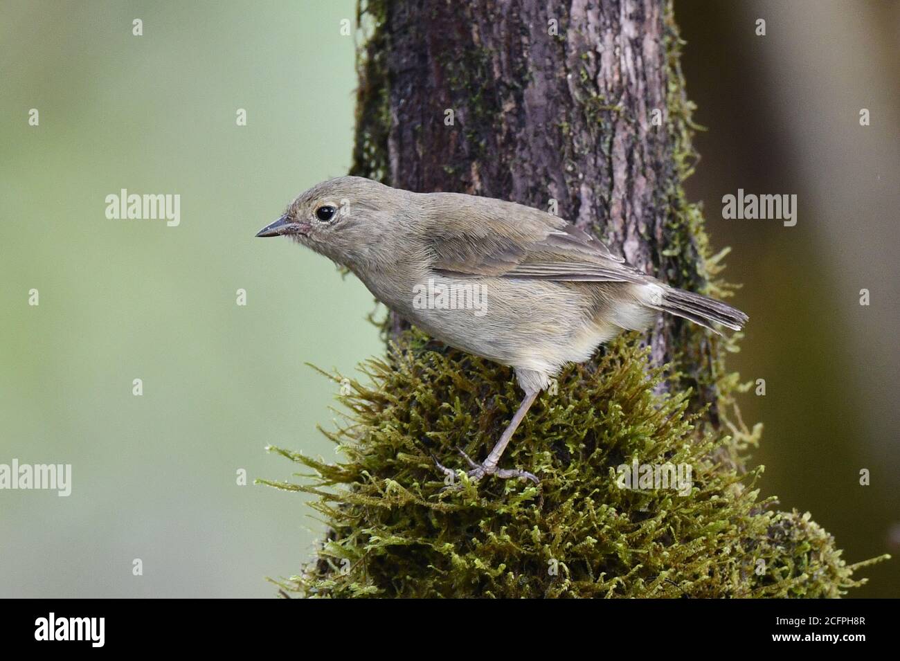 paruline finch (Certhidea olivacea), une des finches de Darwin, Équateur, îles Galapagos Banque D'Images