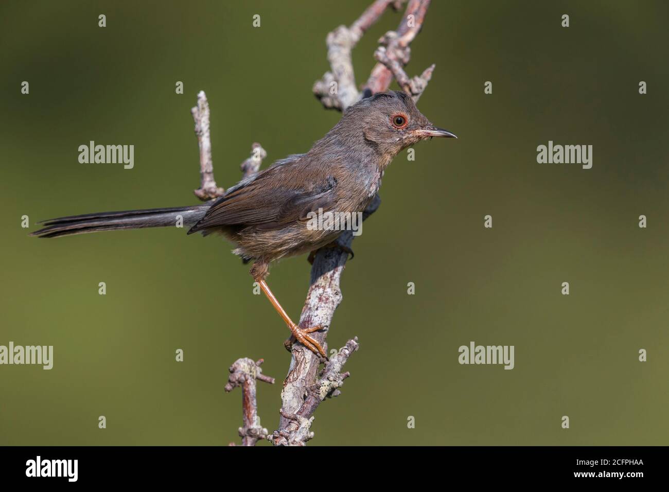 dartford Warbler (Sylvia undata, Curruca undata), juvénile porté perché au sommet d'une brousse, Italie, Arezzo, Monti del Pratomagno Banque D'Images