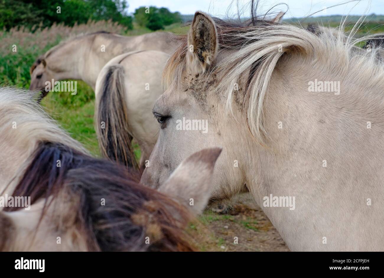konik polski wild horse à rspb minsmere, suffolk, angleterre Banque D'Images