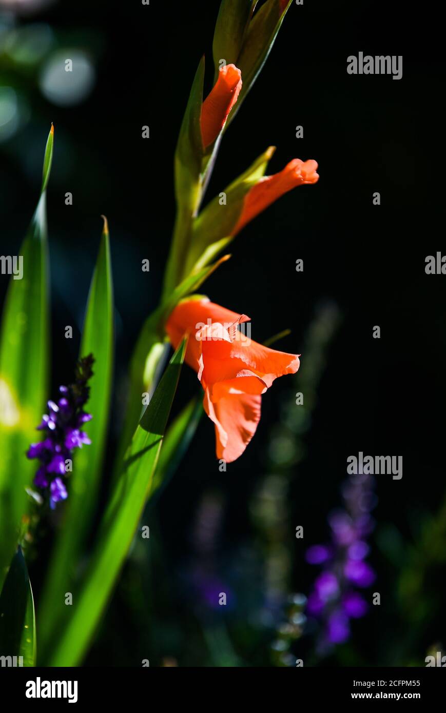 Plante de fleur Gladioli couleur pêche dans le jardin britannique Gladiolus (du latin, le diminutif de gladius, une épée) Banque D'Images