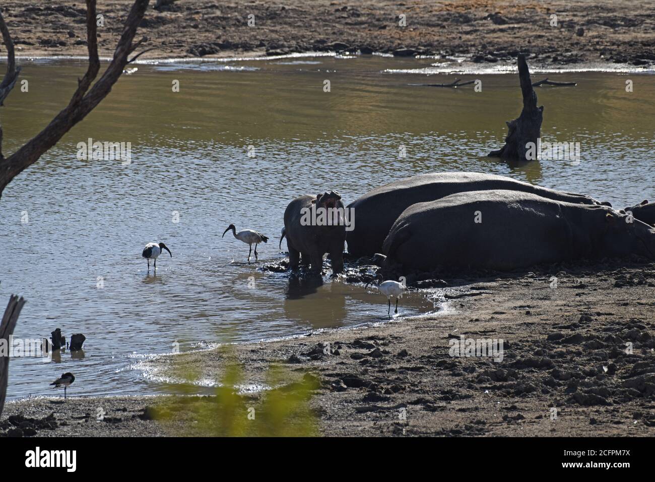 Hippos dans le parc national de Pilanesberg, Afrique du Sud Banque D'Images