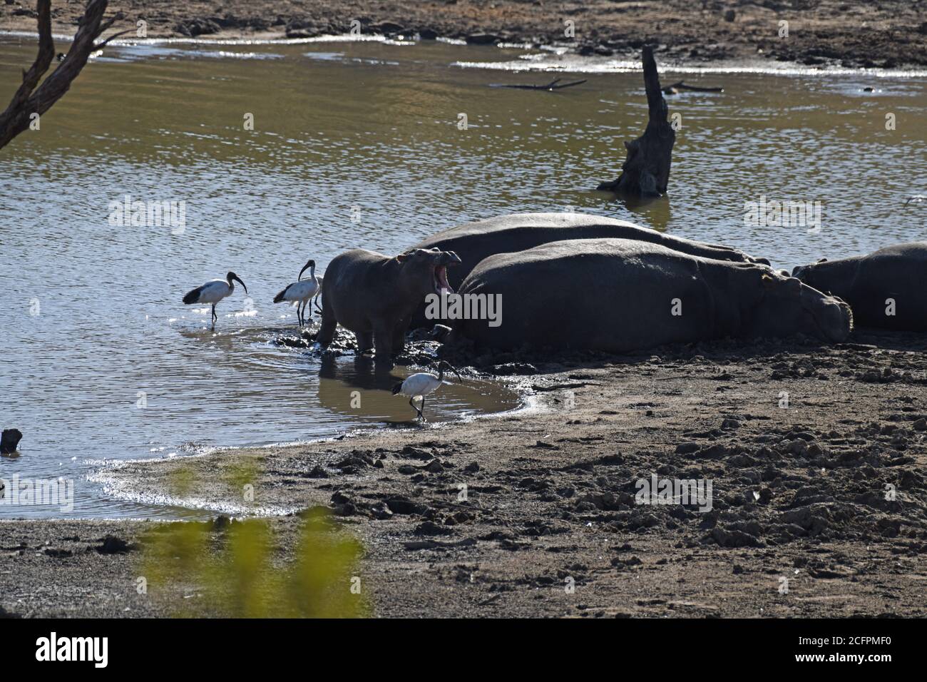 Hippos dans le parc national de Pilanesberg, Afrique du Sud Banque D'Images