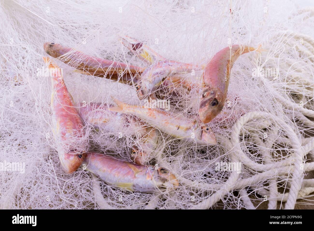 Gros plan de mullets rouges frais dans un concept de poisson-fruits de mer frais Banque D'Images