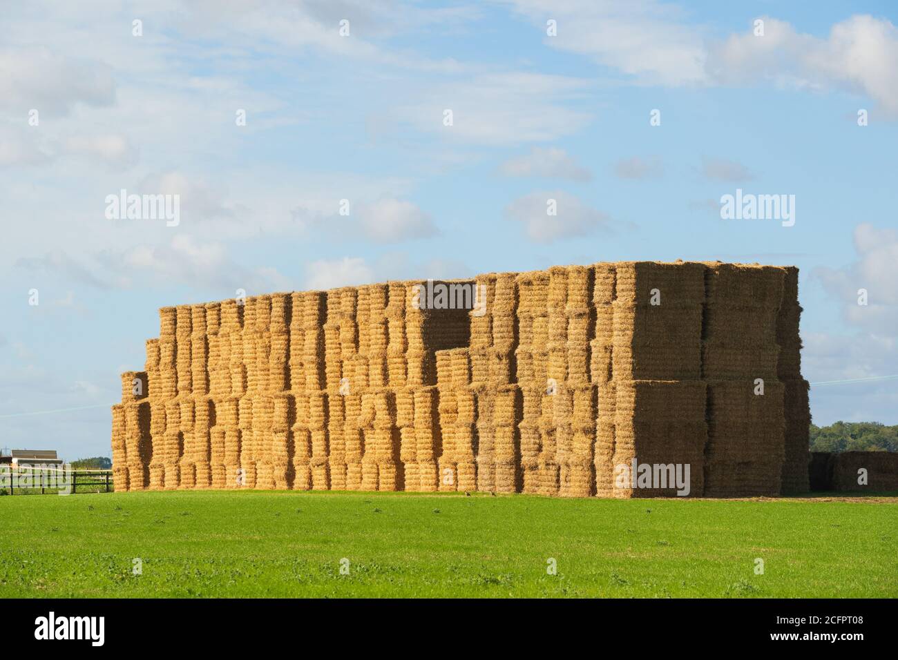 Une grande pile de balles de foin dans un champ à la fin de l'été. Beaucoup Hadham, Hertfordshire. Angleterre. ROYAUME-UNI Banque D'Images