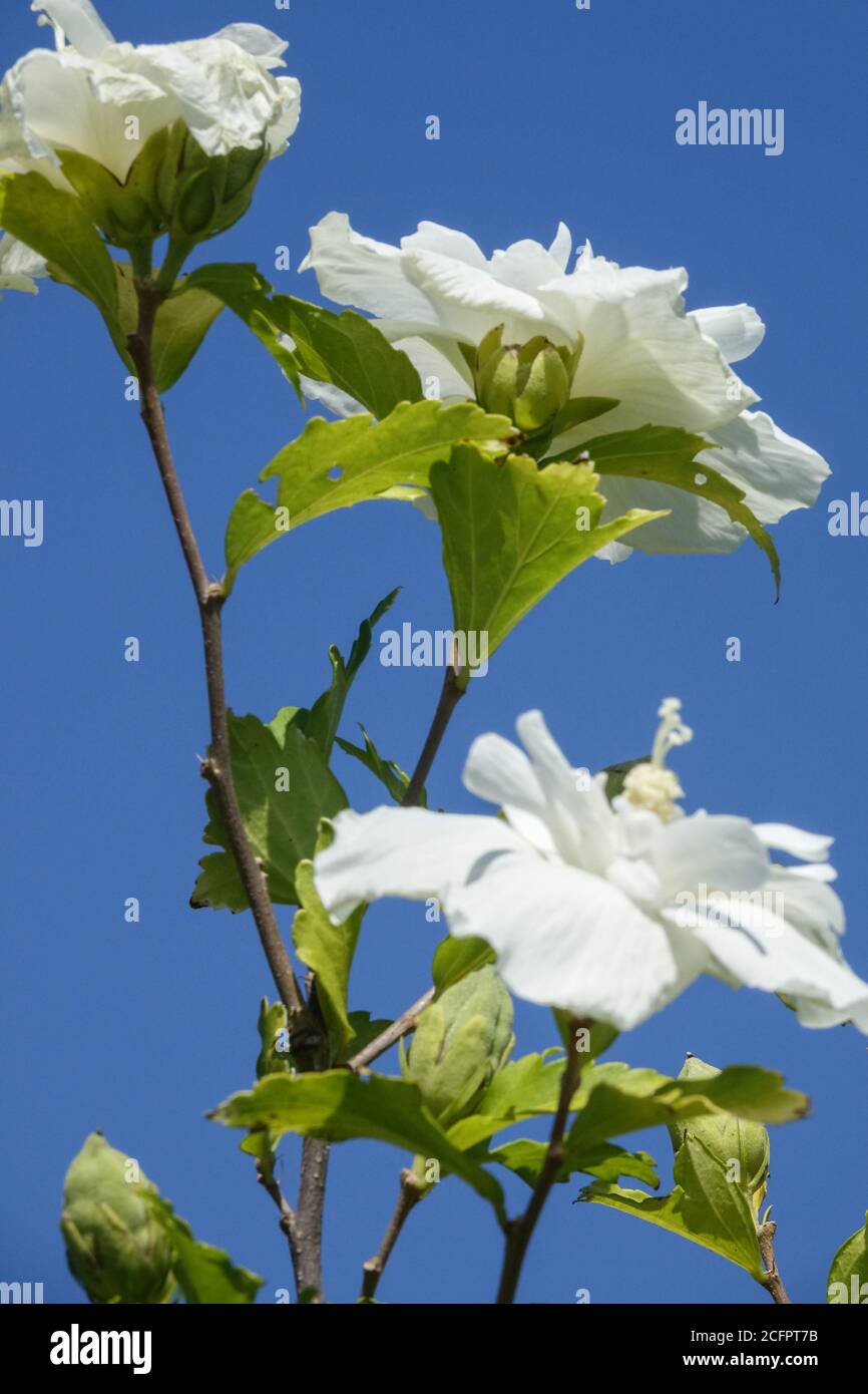 White Hibiscus syriacus White chiffon série Banque D'Images