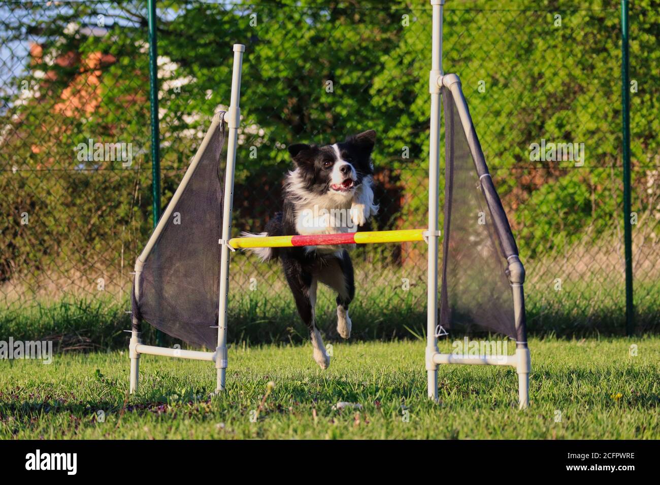 Border Collie passe au-dessus de l'obstacle de saut pendant l'entraînement d'agilité. Le chien noir et blanc se concentre sur le sport. Banque D'Images
