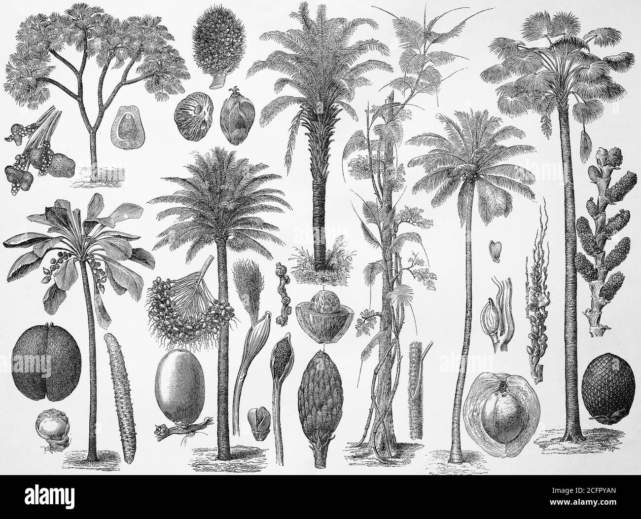 Palmiers, différents types, bois de 1880 / Palmen, verschiedene Arten, Holzschnitt aus dem Jahre 1880, Historisch, historique, numérique reproduction améliorée d'un original du 19ème siècle / digitale Reproduktion einer Originalvorlage aus dem 19. Jahrhundert, Banque D'Images