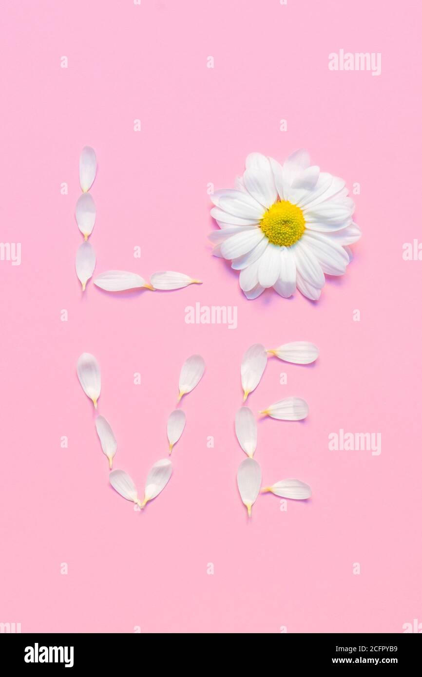 Composition florale. Mot Love fait à partir de pétales blancs de Chrysanthemum sur fond rose doux. Vue de dessus, plan d'appartement Banque D'Images