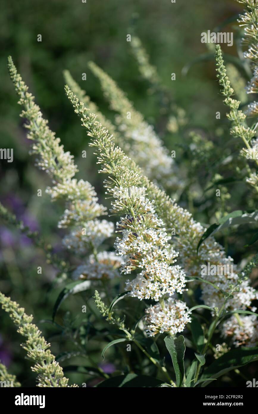 Buddleja fleurit dans la collection nationale en été Dans le Hampshire Banque D'Images