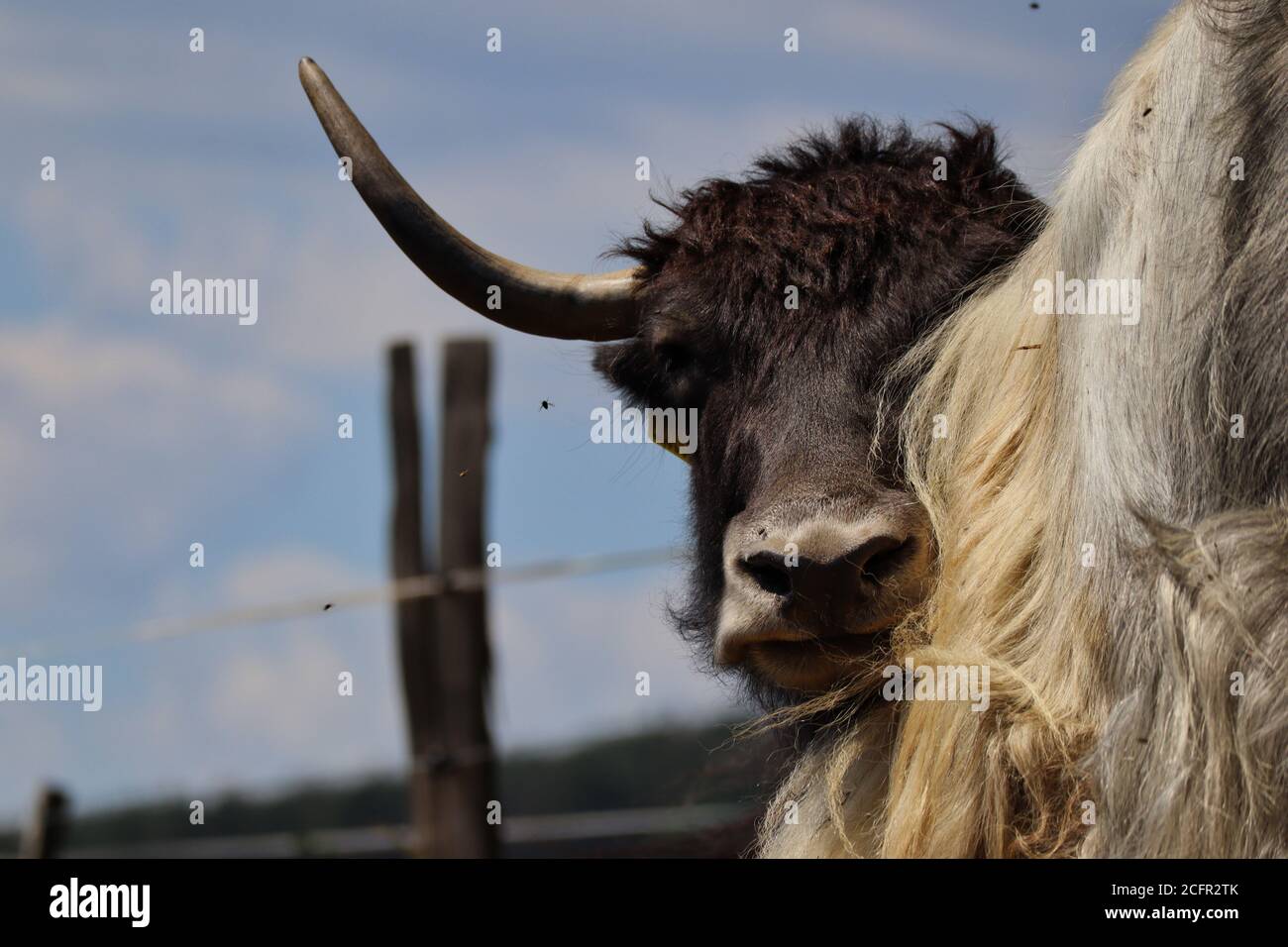 Gros plan du Yak domestique noir se cache derrière le Yak blanc pendant la Sunny Day. Tête de Black Yak dans le parc agricole tchèque. Banque D'Images