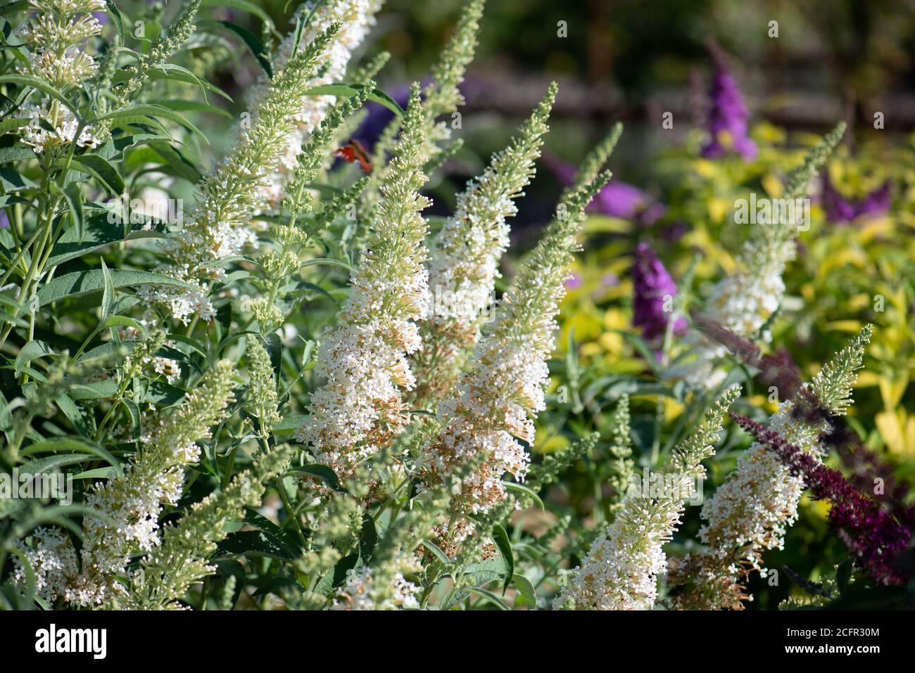 Buddleja fleurit dans la collection nationale en été Dans le Hampshire Banque D'Images