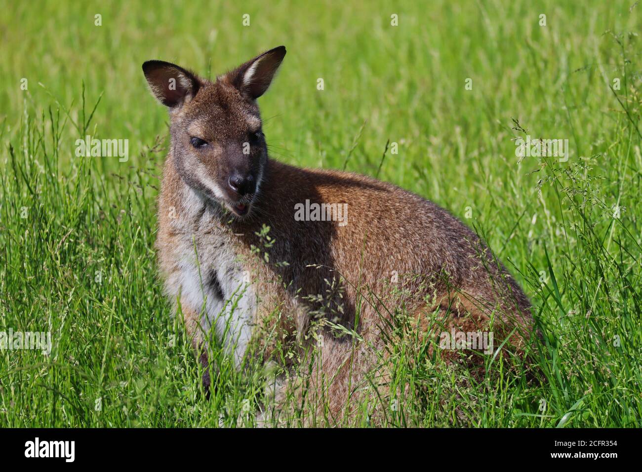 Gros plan du Wallaby à col rouge ou du Wallaby de Bennett (Macropus Rufogriseus) debout dans l'herbe dans le parc agricole tchèque. Banque D'Images