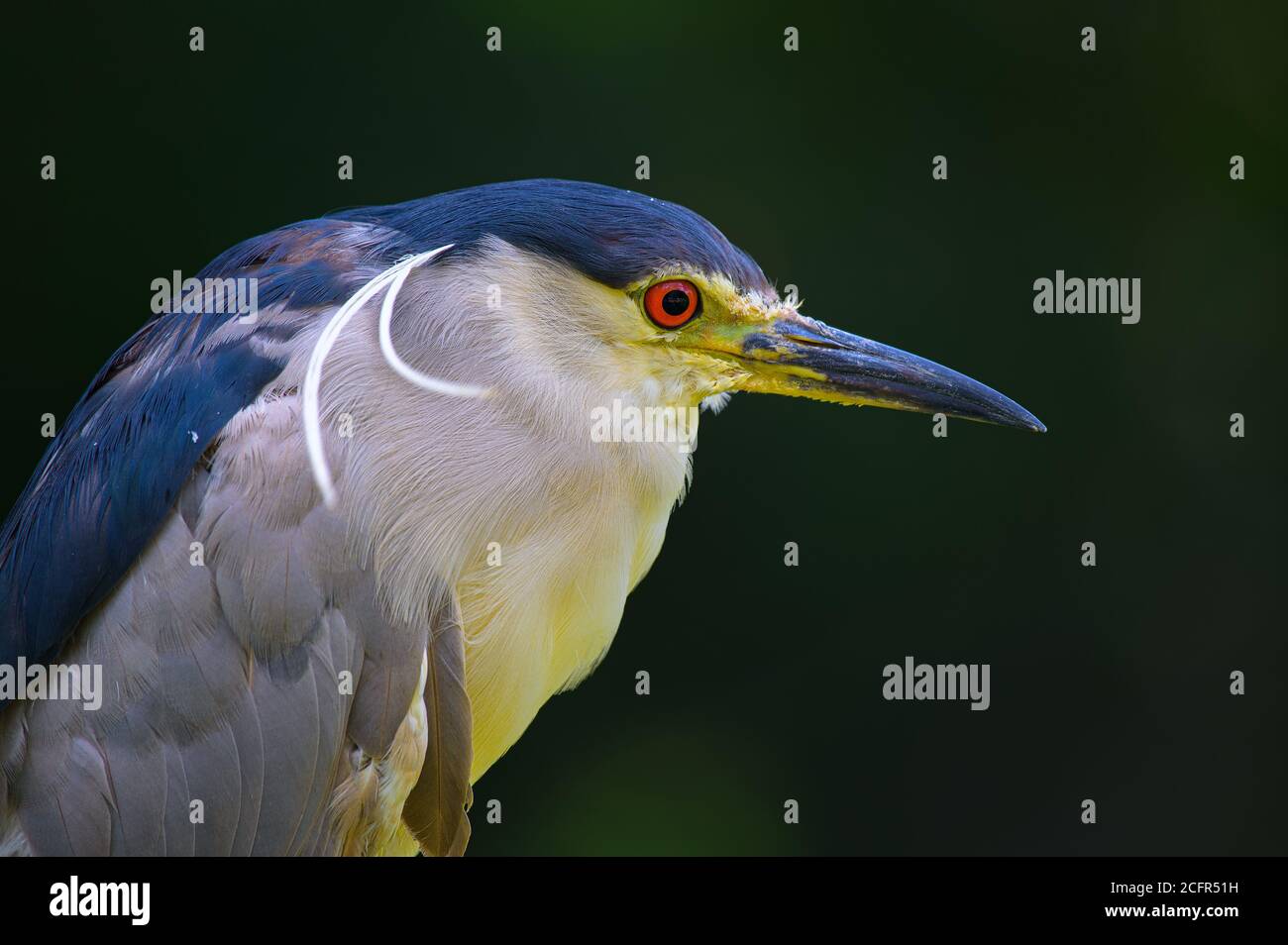 Black-Crowned Night Heron Banque D'Images