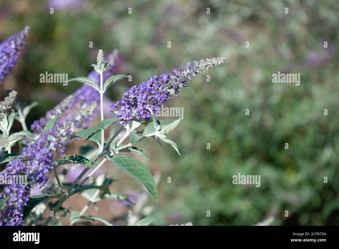 Buddleja fleurit dans la collection nationale en été Dans le Hampshire Banque D'Images