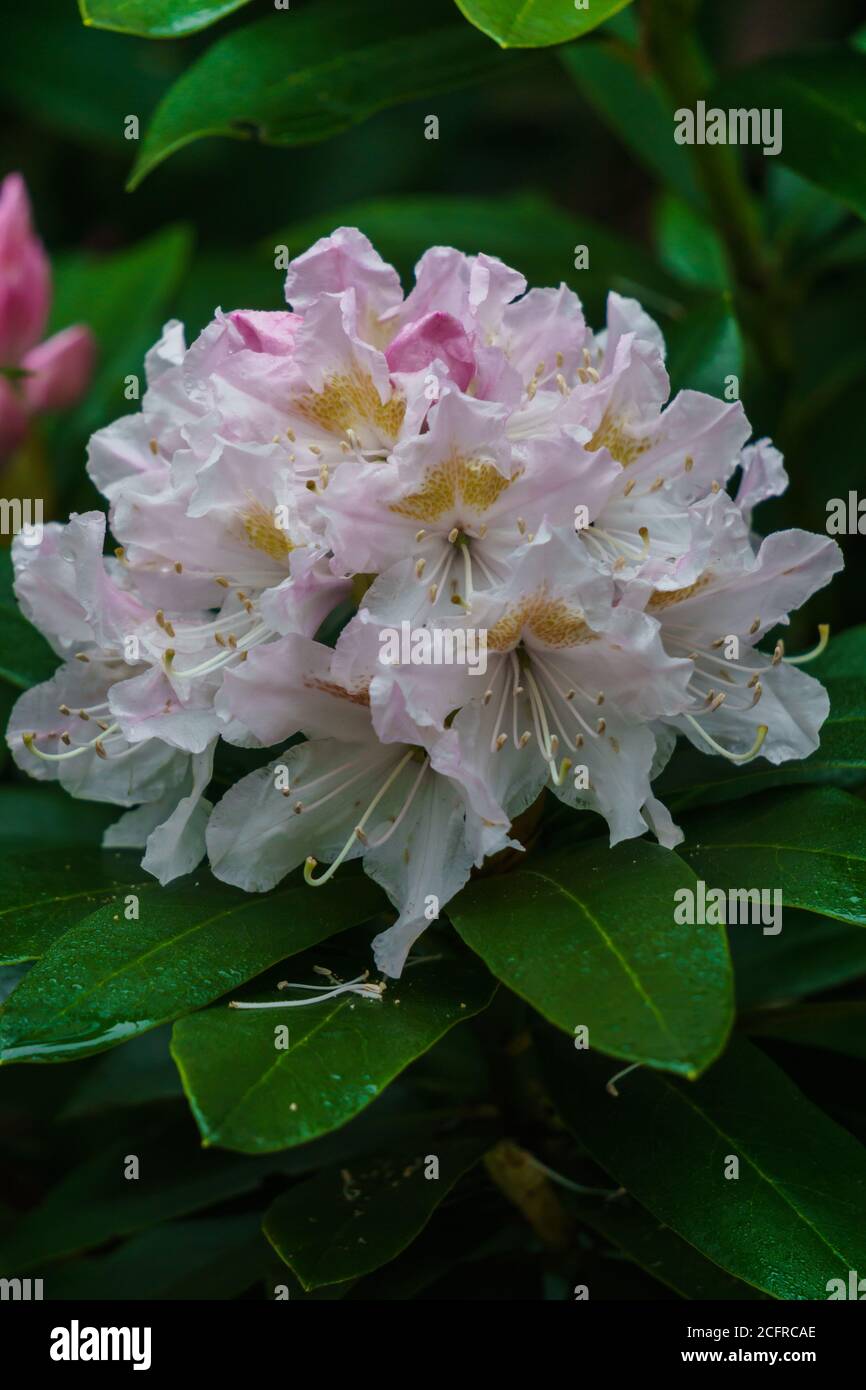 Belles fleurs de rhododendron blanc-rose dans un parc de la ville. Banque D'Images