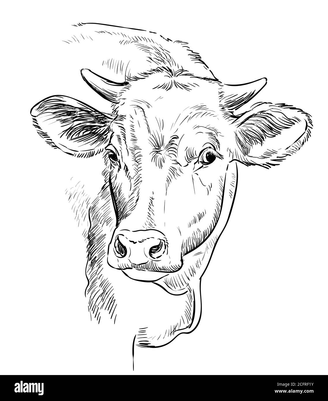 Dessin de la tête de vache illustration vectorielle dessinée à la main de couleur noire isolée sur fond blanc. Illustration ancienne du taureau pour l'étiquette, l'affiche, l'impression et Illustration de Vecteur