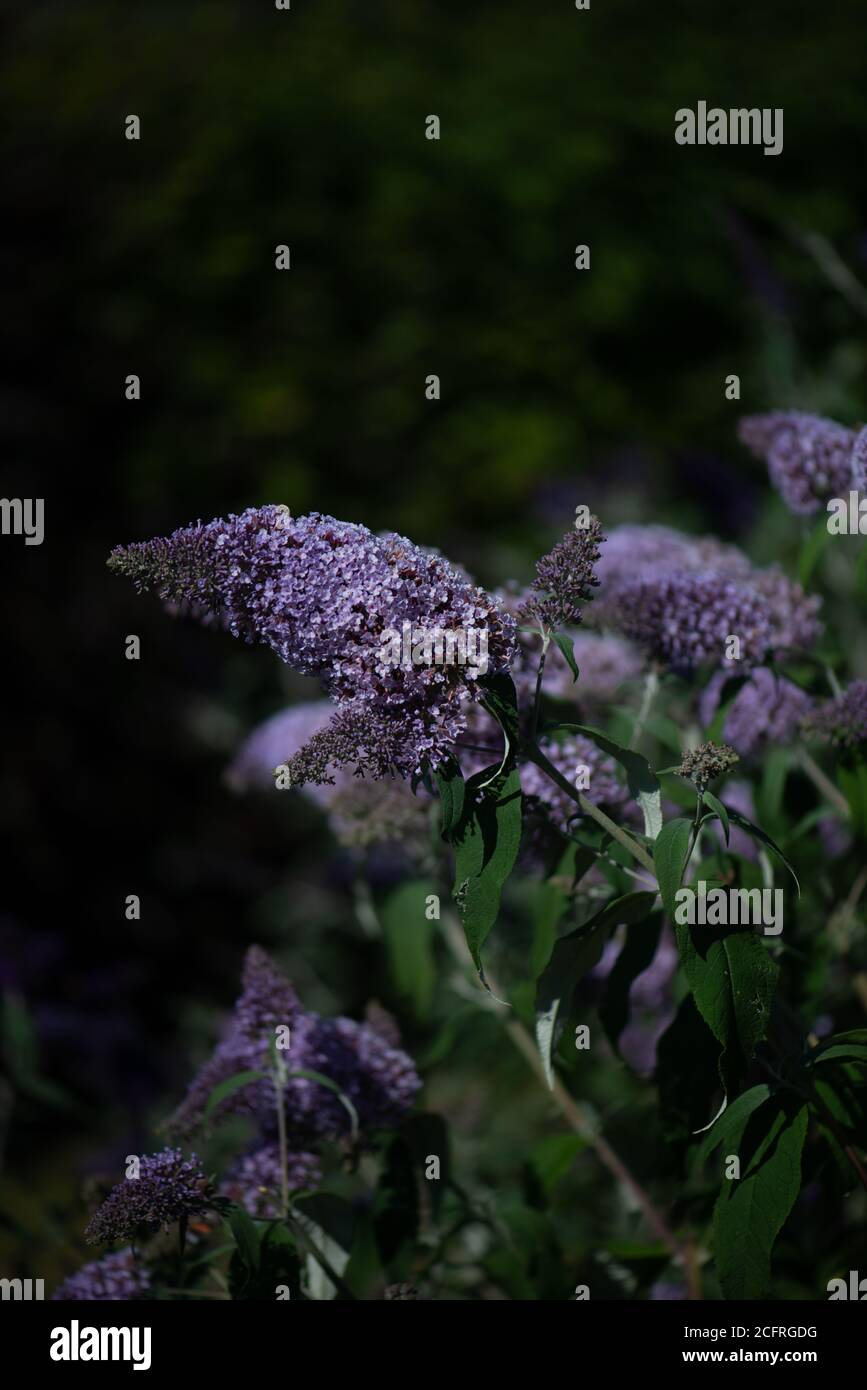 Buddleja fleurit dans la collection nationale en été Dans le Hampshire Banque D'Images