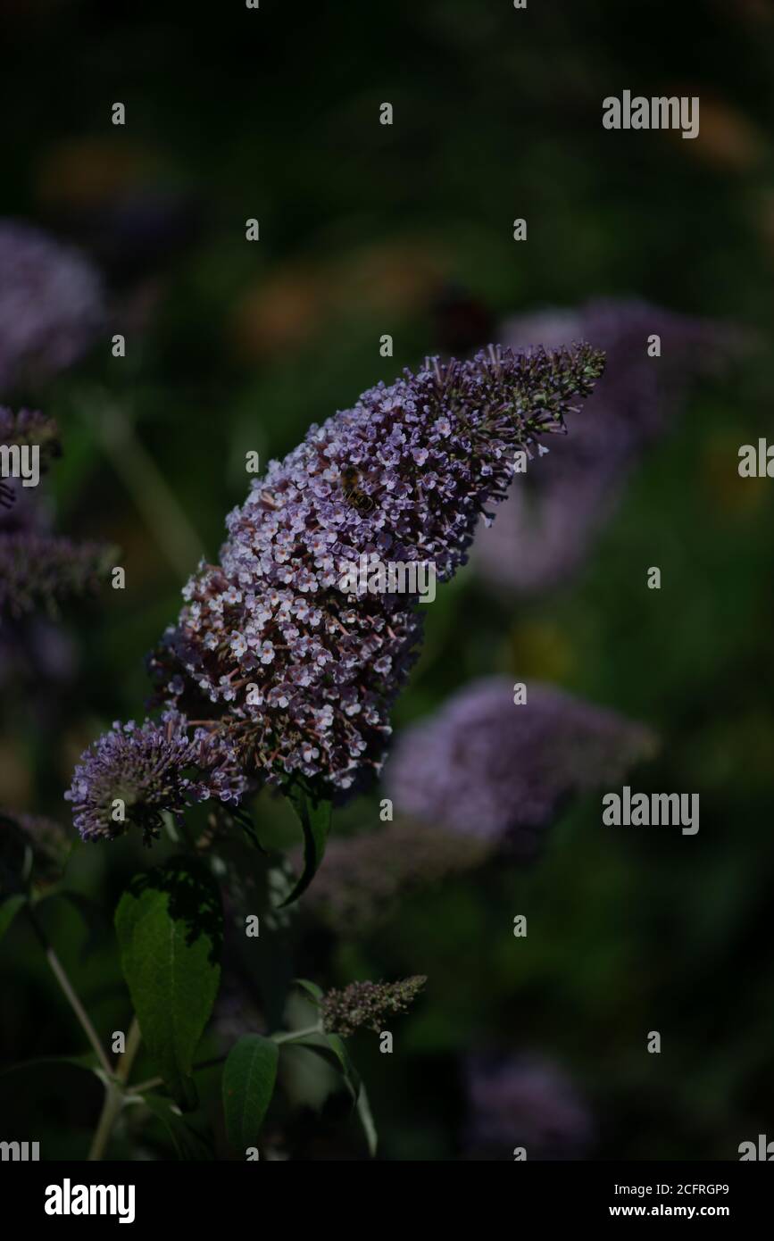 Buddleja fleurit dans la collection nationale en été Dans le Hampshire Banque D'Images