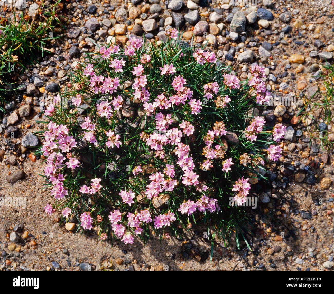 Fleurs sauvages thrift, Armeria maritima, une fleur côtière commune, Royaume-Uni Banque D'Images