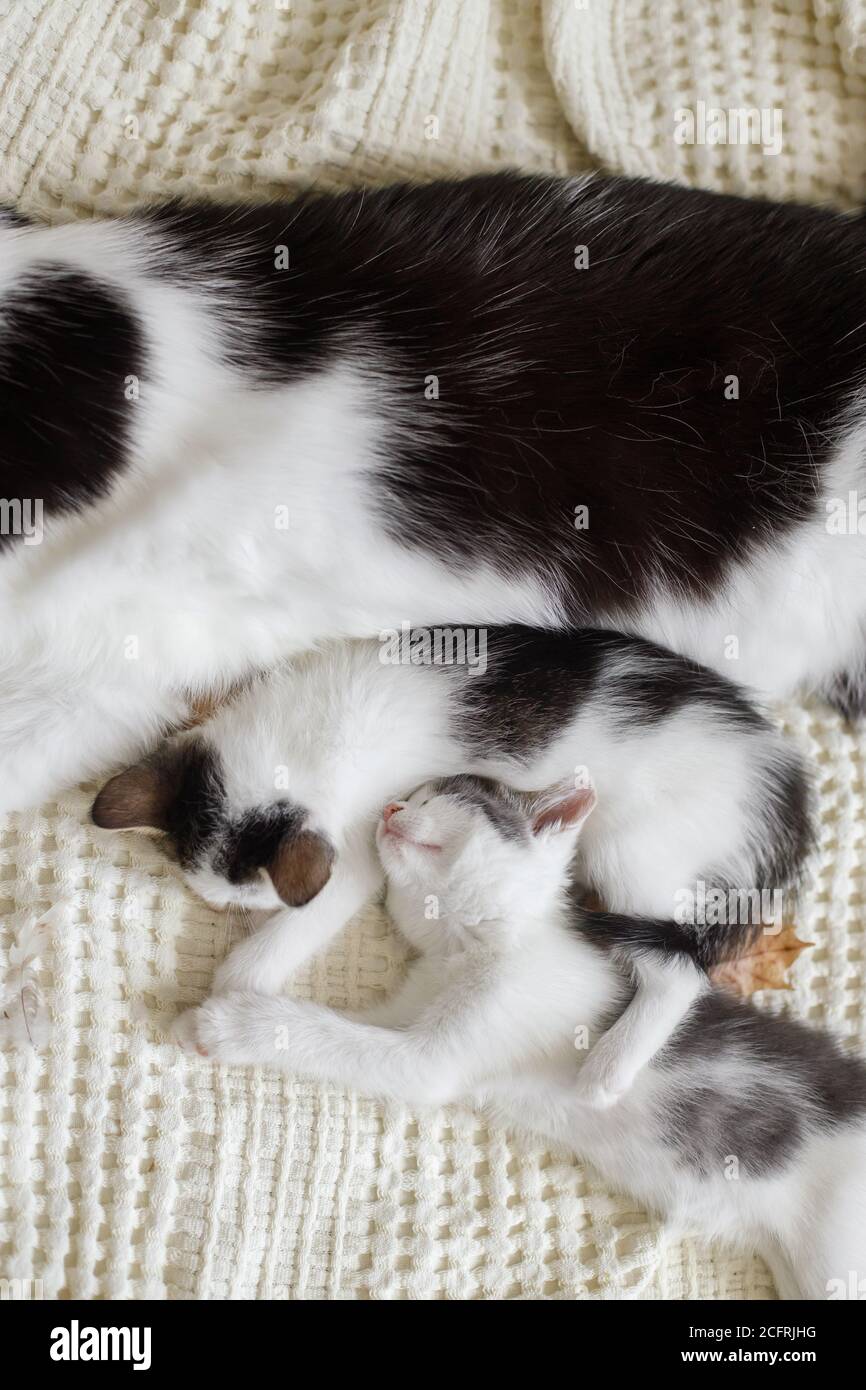 Chat Mignon Dormant Avec De Petits Chatons Sur Un Lit Doux Mere Chat Reposant Avec Des Chatons Bebe Sur Une Couverture Confortable Dans La Chambre Moment Adorable Doux Maternite An Photo Stock