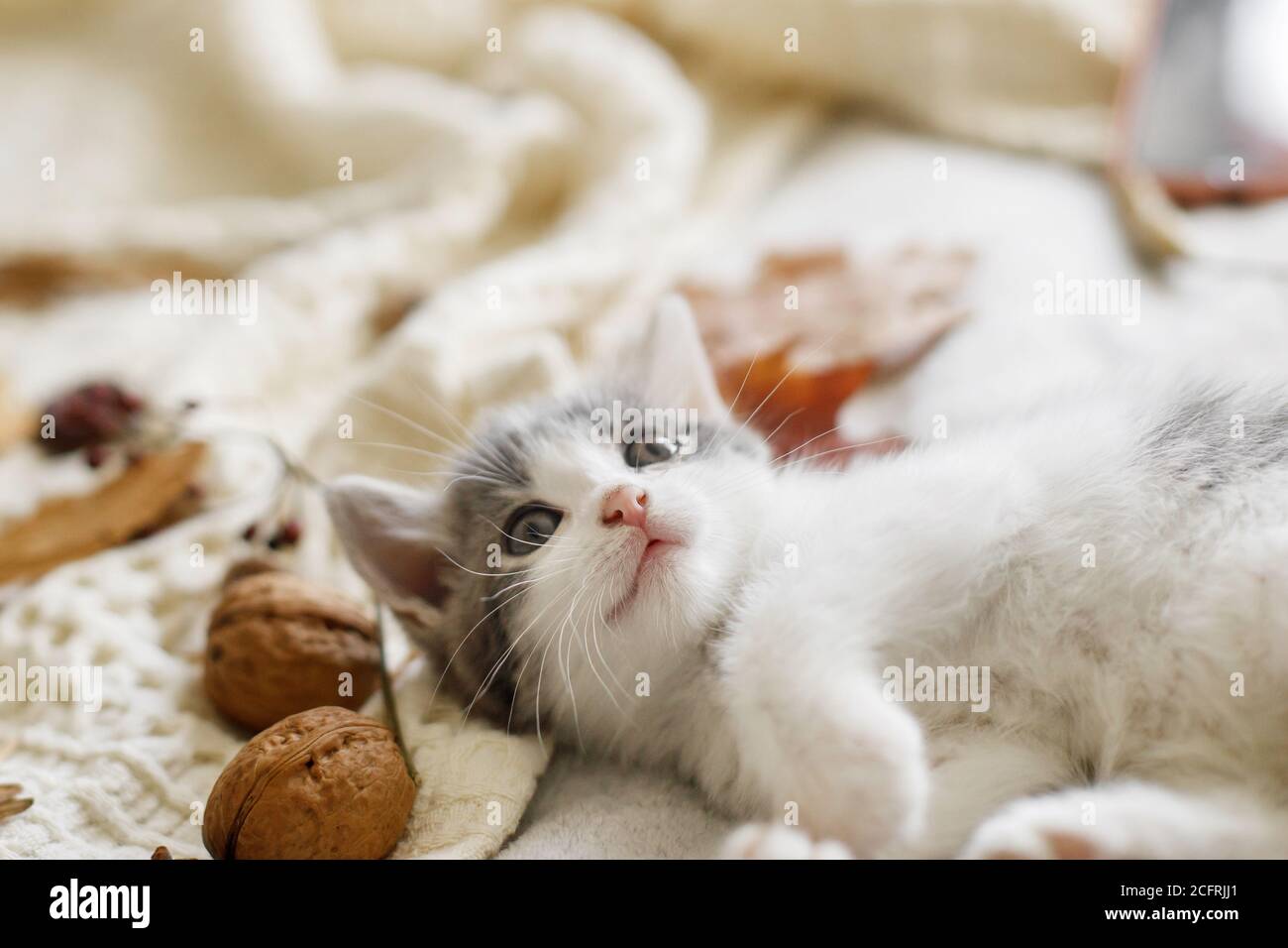 Chaton Blanc Banque D Image Et Photos Alamy Chaton Blanc Banque D Image Et Photos Alamy