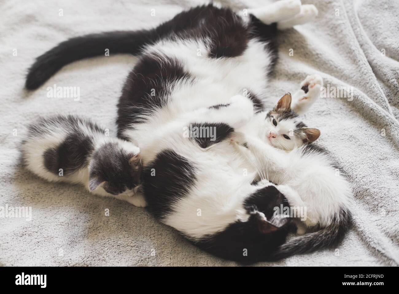 Chat Mignon Dormant Avec De Petits Chatons Sur Un Lit Doux Mere Chat Reposant Avec Des Chatons Bebe Sur Une Couverture Confortable Dans La Chambre Moment Adorable Doux Maternite An Photo Stock