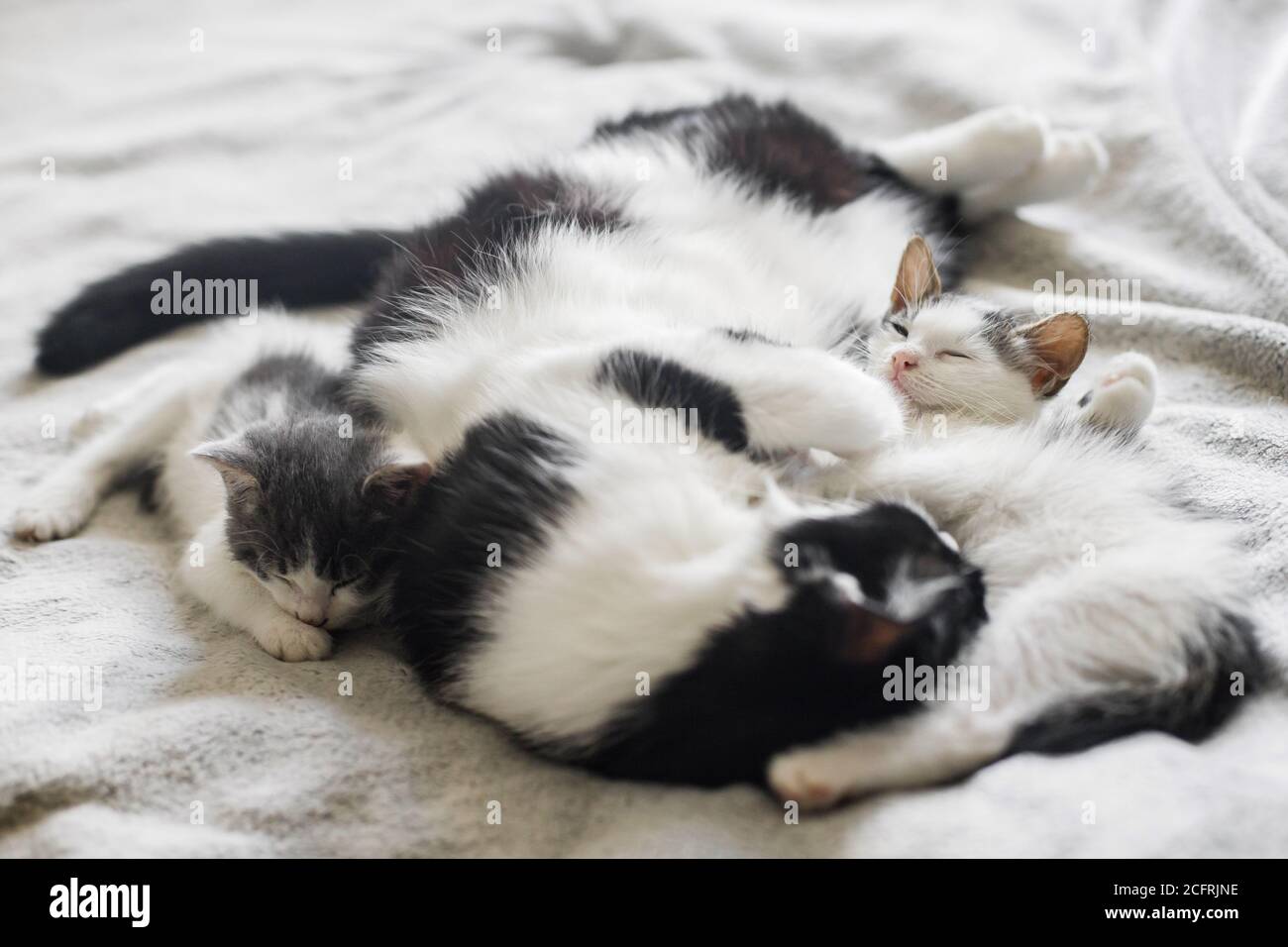 Chat Mignon Dormant Avec De Petits Chatons Sur Un Lit Doux Mere Chat Reposant Avec Des Chatons Bebe Sur Une Couverture Confortable Dans La Chambre Moment Adorable Doux Maternite An Photo Stock