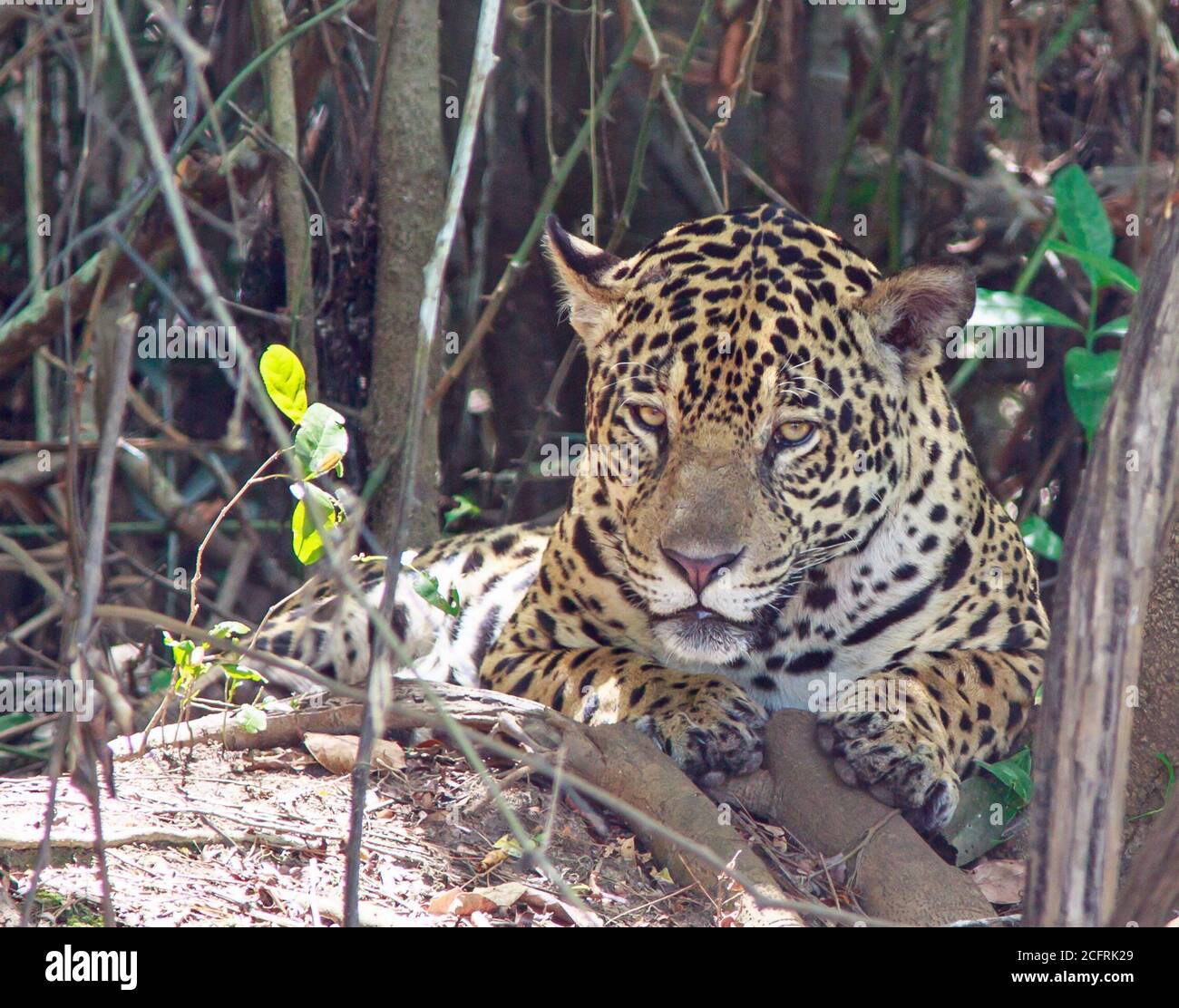 Magnifique léopard féminin reposant à l'ombre d'un arbre Au bord du Pantanal Wetland au Brésil Banque D'Images