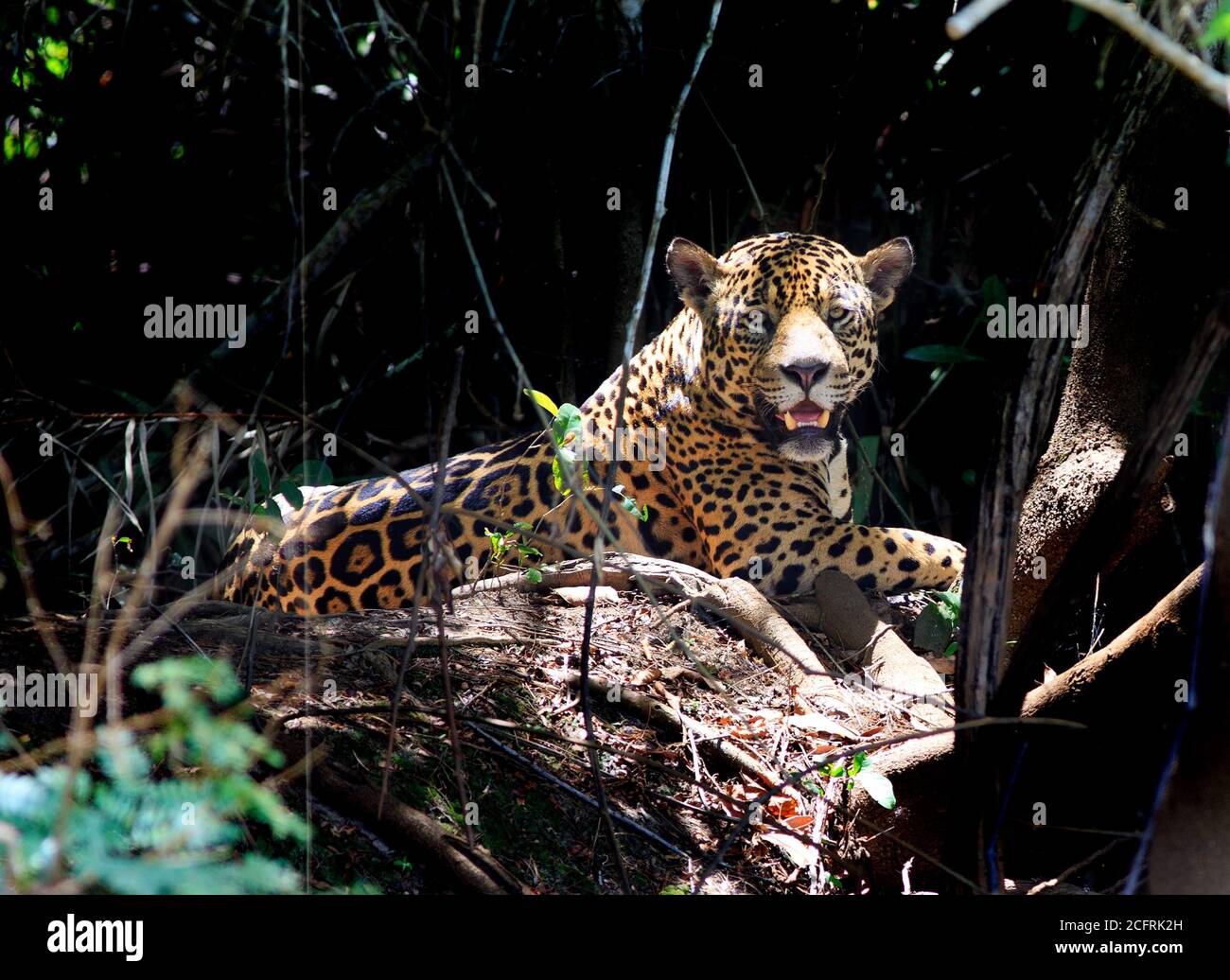 Magnifique Jaguar sauvage (Panthera ONCA) reposant sur la rive de la rivière. Belle ombre d'arrière-plan, avec Jaguar en pleine lumière. Mato Gross State, Pantanal Banque D'Images
