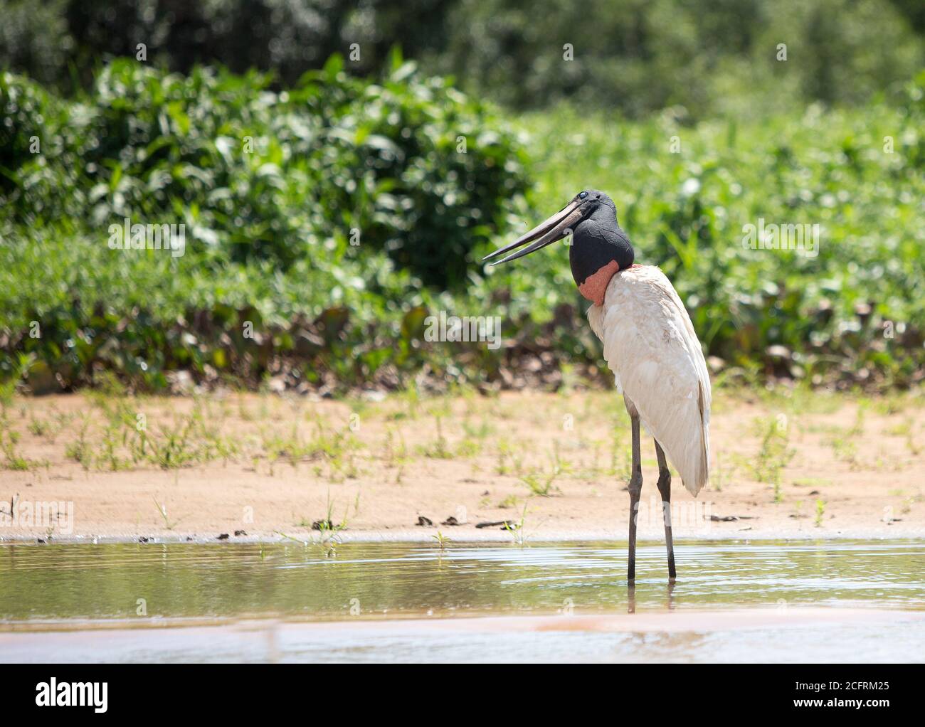 Jabiru Stork debout avec la tête légèrement inclinée regardant sur un fond naturel luxuriant et vibrant de brousse. Pantanal, Mato Grosso, Brésil Banque D'Images