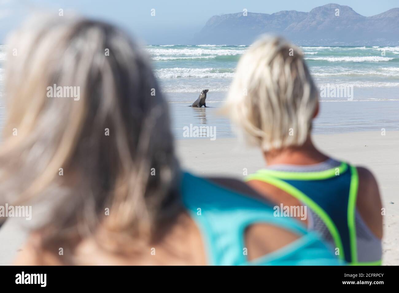 Vue arrière de deux femmes observant le phoque sur la plage Banque D'Images Vue arrière de deux femmes observant le phoque sur la plage Banque D'Images
