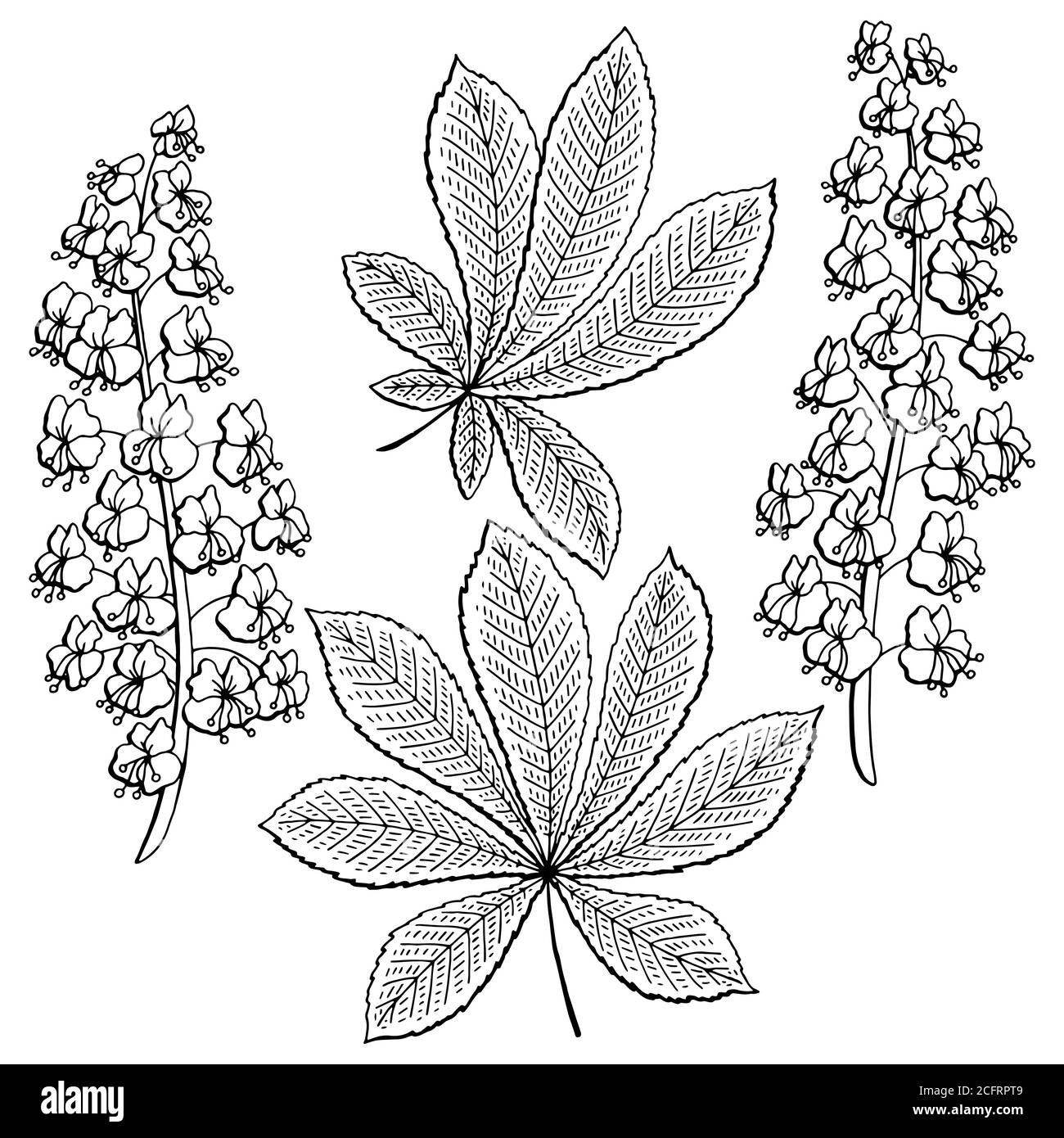 Châtaignier fleur feuille graphique noir blanc isolé esquisse illustration vecteur Illustration de Vecteur
