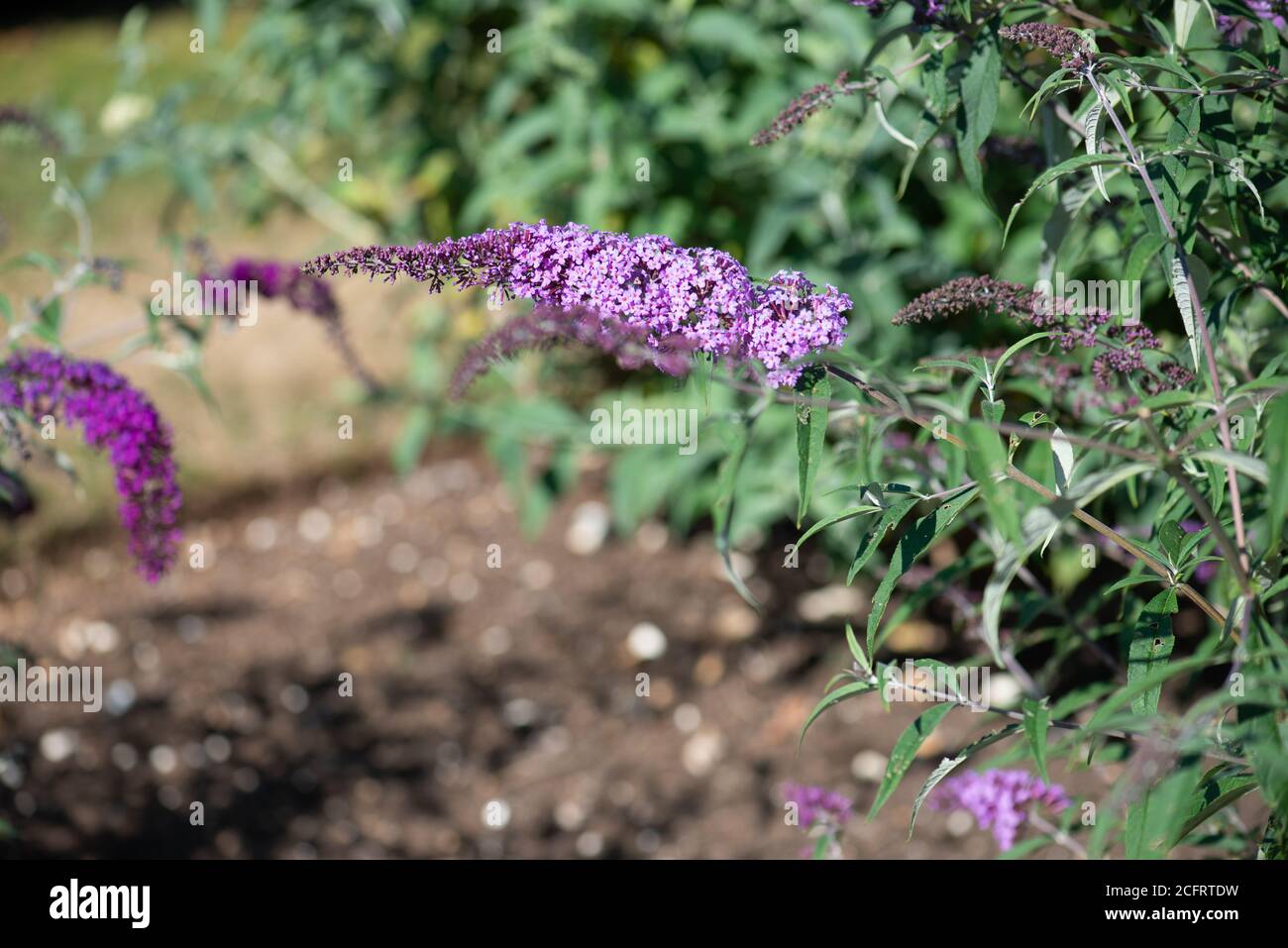 Buddleja fleurit dans la collection nationale en été Dans le Hampshire Banque D'Images