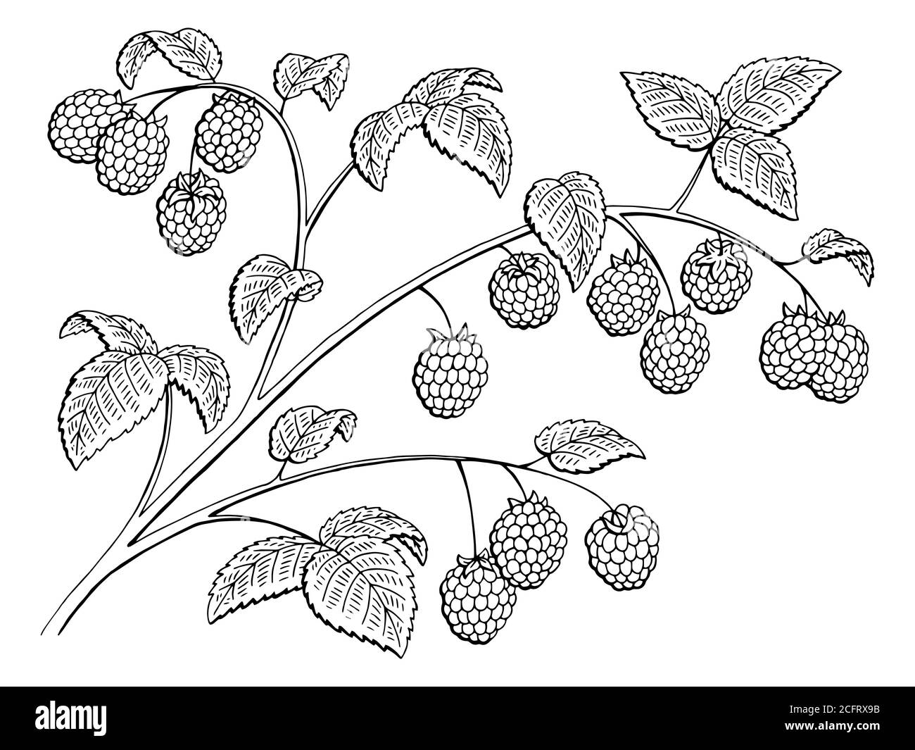 Branche graphique framboise noir blanc isolé esquisse vecteur d'illustration Illustration de Vecteur