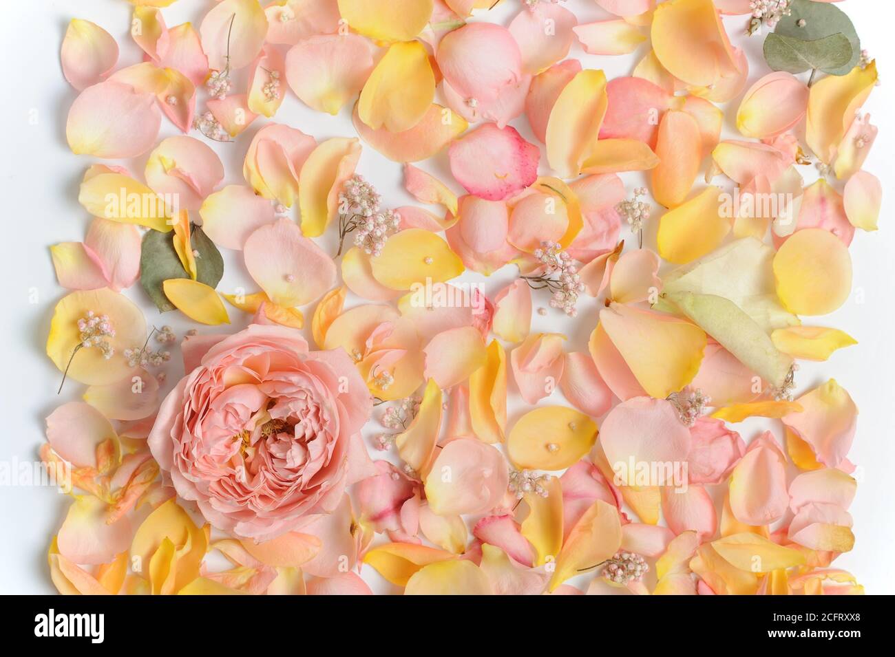 Fleurs et pétales de fleurs dans différentes couleurs pastel rose, jaune, blanc. Style doux pour le printemps ou l'été thème.bannière arrière-plan . Banque D'Images