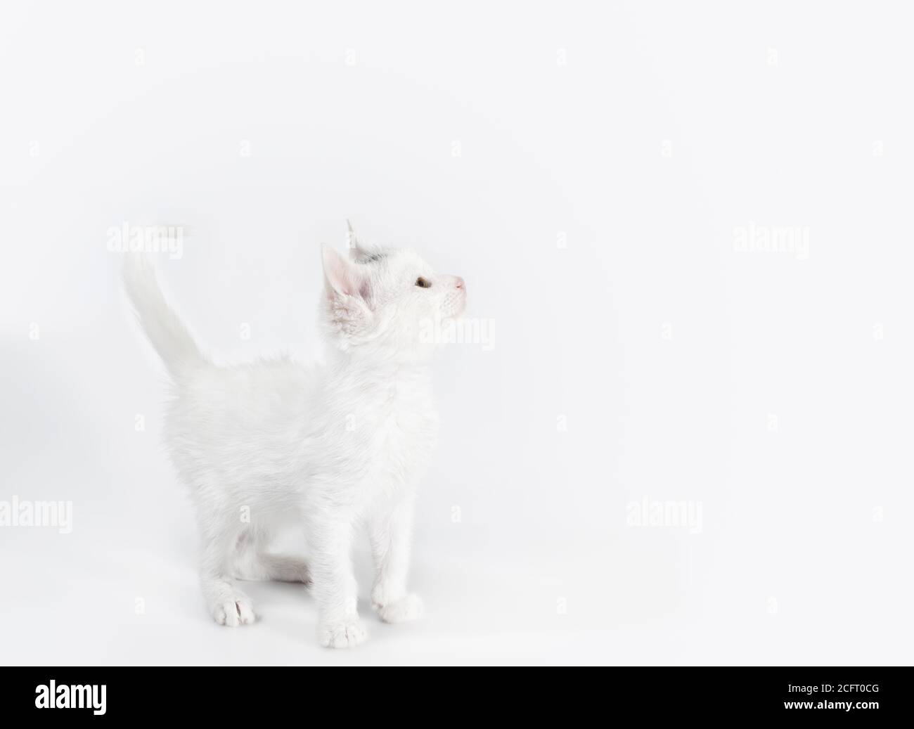 petit chaton ludique blanc sur un arrière-plan léger studio isolé prise de vue Banque D'Images