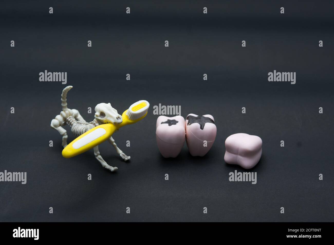 Modèles de dents de différentes mâchoires humaines avec squelette de chien, concept de dents d'halloween. Banque D'Images