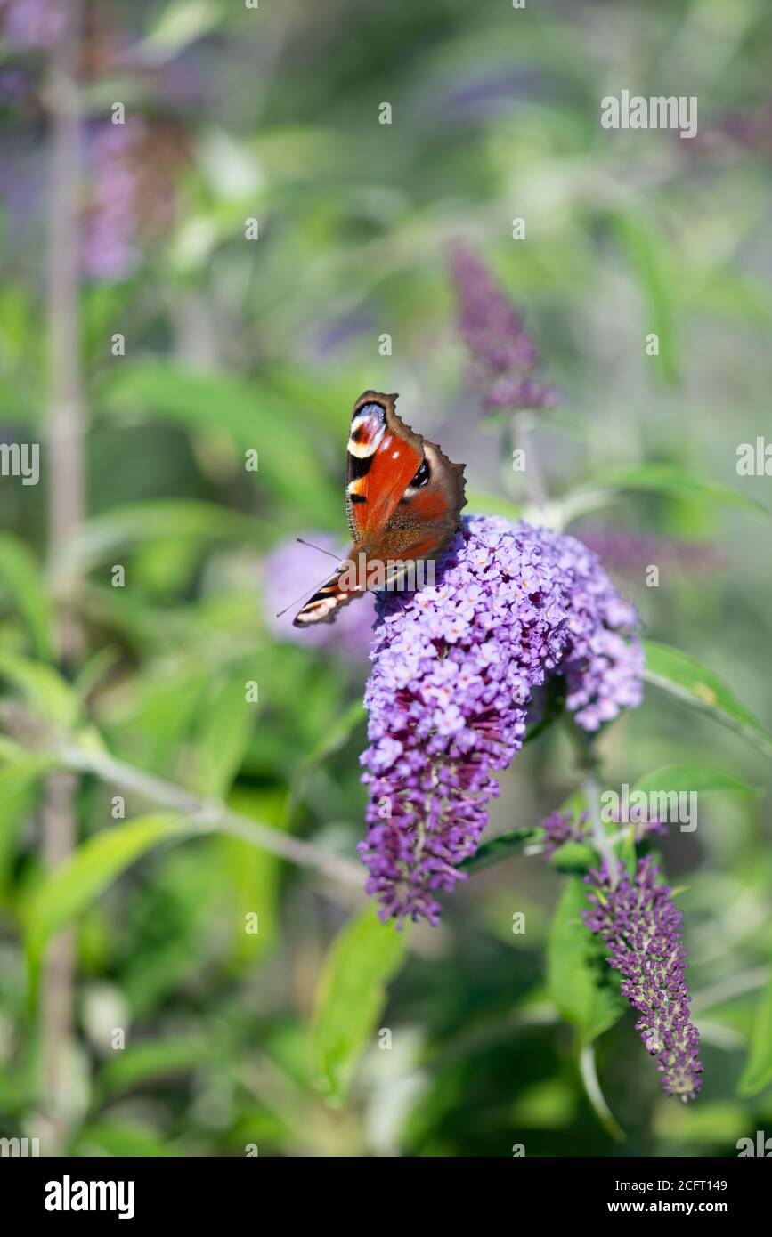 Buddleja fleurit dans la collection nationale en été Dans le Hampshire Banque D'Images