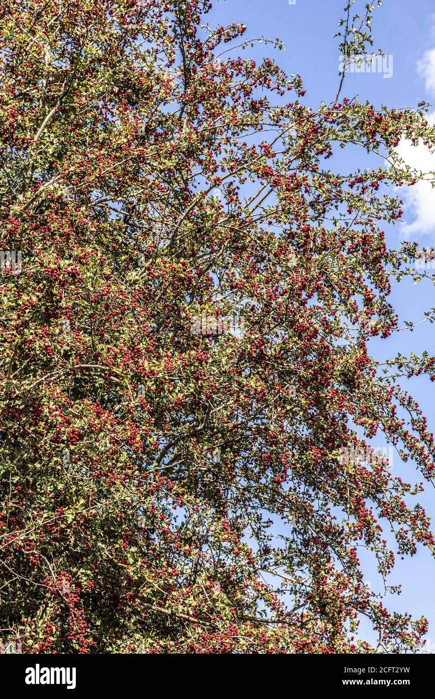 Une bonne récolte de haws (baies de la harde) sur un aubépine au début de l'automne sur les rives de la rivière Severn près du village de Severn Vale de Maisemore, Gloucester Banque D'Images