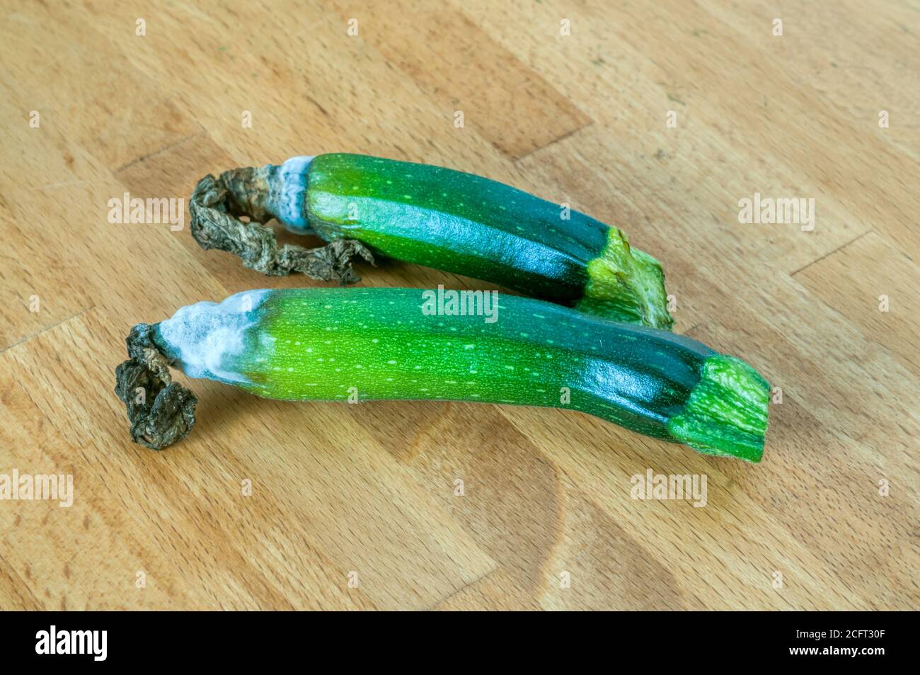 Courgettes qui ont été affectées par la pourriture des fleurs. Elle est due à un manque de calcium, généralement causé par des conditions sèches. Banque D'Images