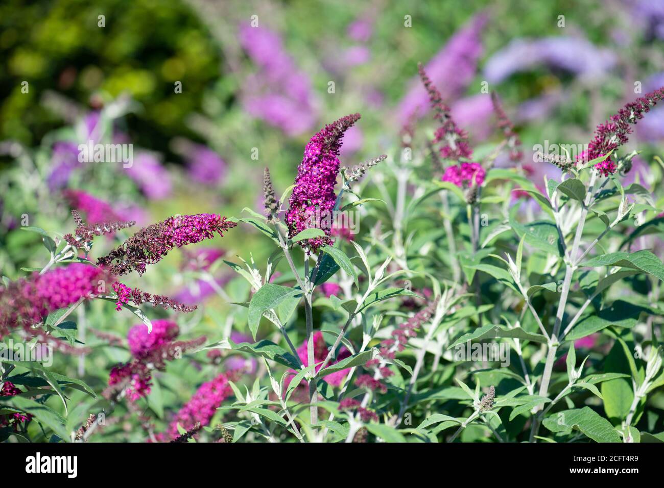 Buddleja fleurit dans la collection nationale en été Dans le Hampshire Banque D'Images