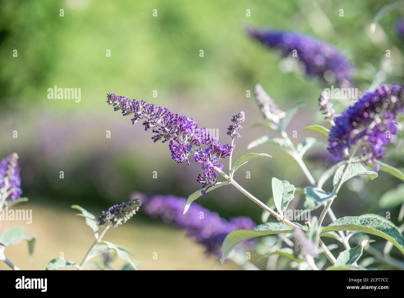 Buddleja fleurit dans la collection nationale en été Dans le Hampshire Banque D'Images