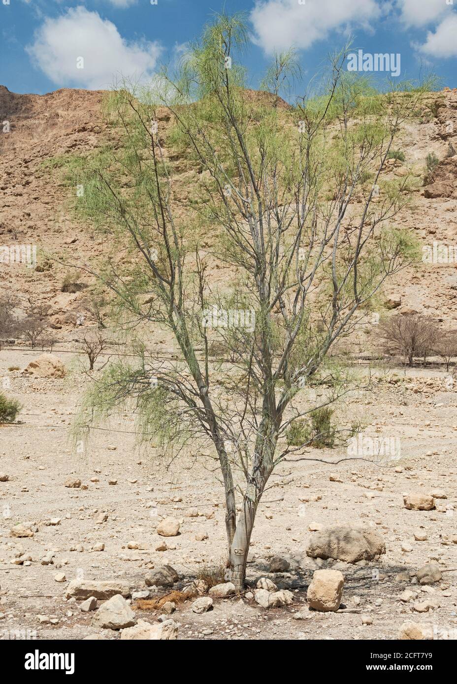 un petit spécimen de ben à aiguilles wispy-needly arbre moringa perigrina in un projet de restauration de l'habitat dans la réserve naturelle d'ein gedi En Israël Banque D'Images