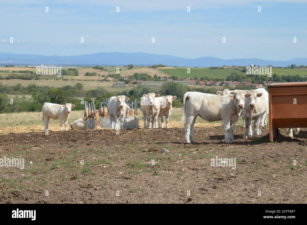 Un troupeau de vaches Charolais, dans un pâturage à la campagne. Banque D'Images